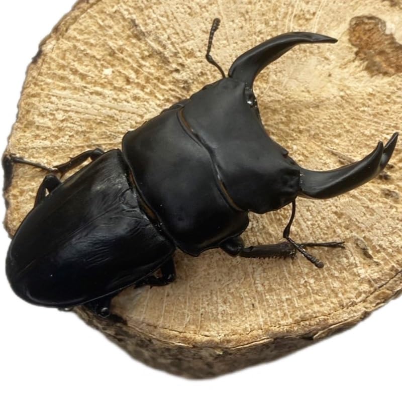 Amazon | 【昆虫 】オオクワガタ ペア 【能勢 SR】 大型血統 新成虫